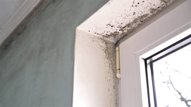 Mold Removal Process in Bellerose, NY