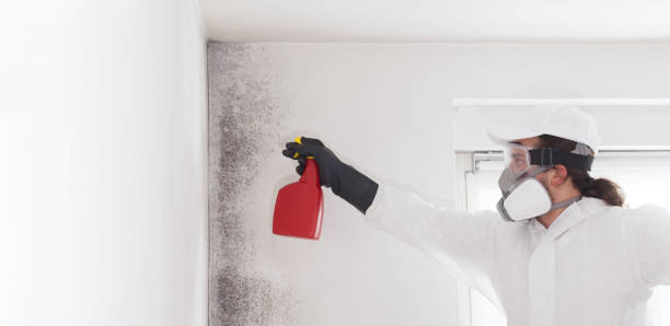 Best Office Mold Removal Services  in Bellerose, NY