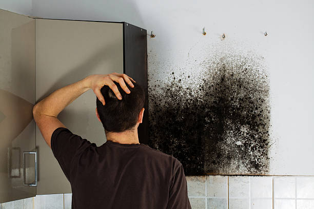 Best Local Mold Removal Service  in Bellerose, NY