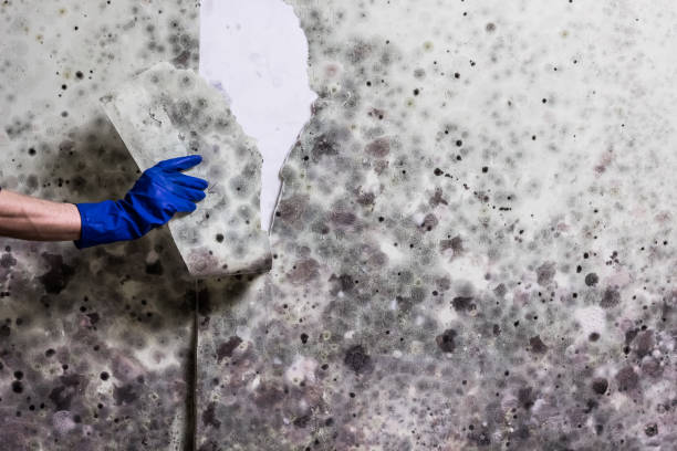 Best Local Mold Removal Service  in Bellerose, NY